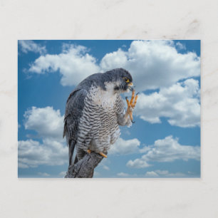 Peregrine Falcon entlang des Hudson River Postkarte