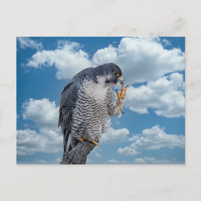 Peregrine Falcon entlang des Hudson River Postkarte (Vorderseite)