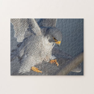Peregrine Falcon entlang des Hudson River Puzzle