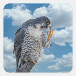 Peregrine Falcon entlang des Hudson River Quadratischer Aufkleber