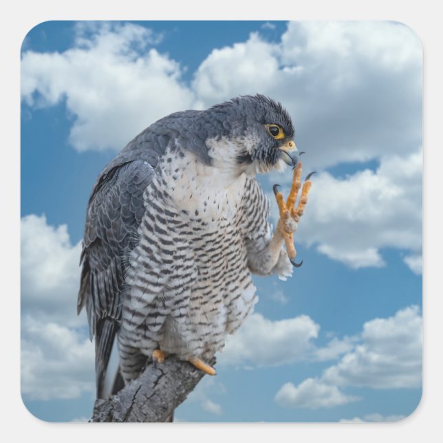 Peregrine Falcon entlang des Hudson River Quadratischer Aufkleber (Vorderseite)