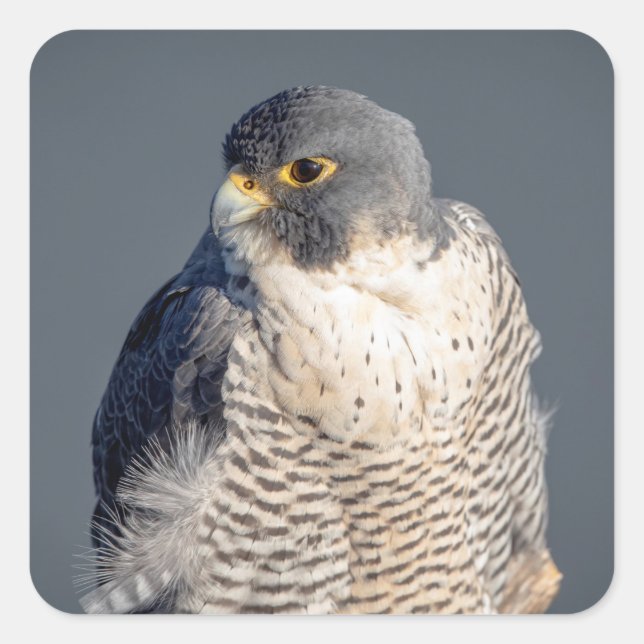 Peregrine Falcon entlang des Hudson River Quadratischer Aufkleber (Vorderseite)