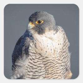 Peregrine Falcon entlang des Hudson River Quadratischer Aufkleber
