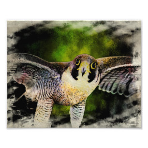 Peregrine Falcon Fotodruck