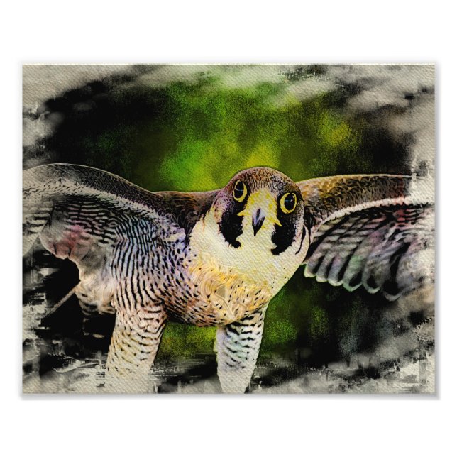 Peregrine Falcon Fotodruck (Vorne)