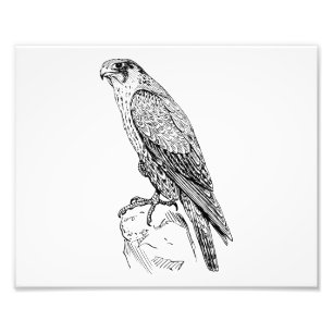Peregrine Falcon Fotodruck