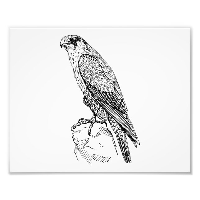 Peregrine Falcon Fotodruck (Vorne)