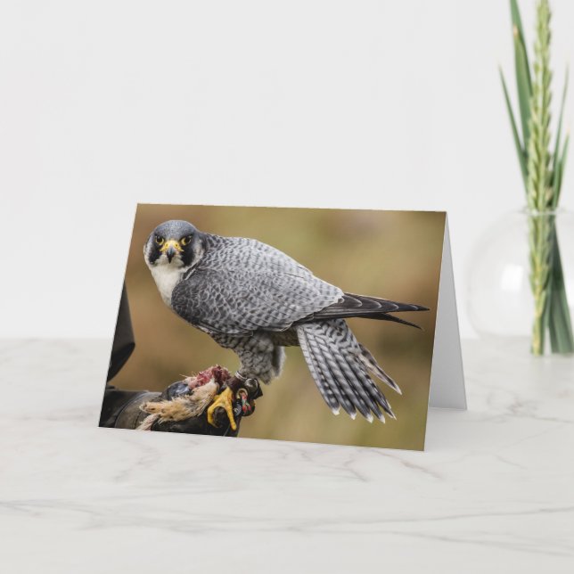 Peregrine Falcon Greetings Card Karte (Vorderseite)