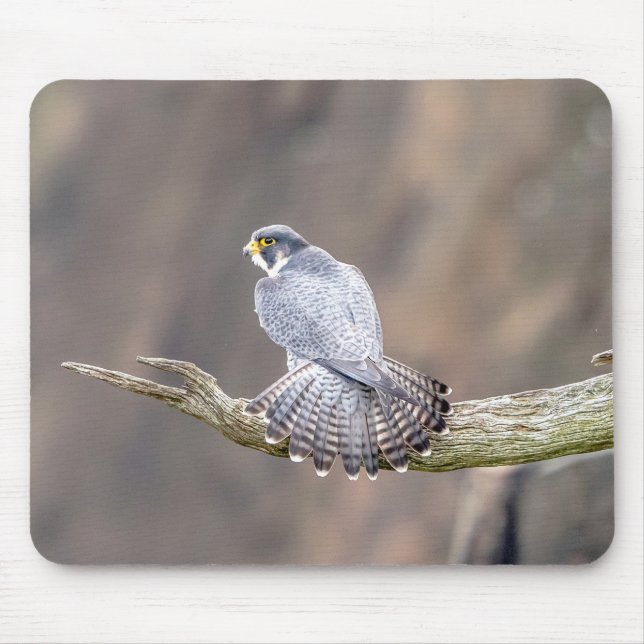 Peregrine Falcon im Palisades Interstate Park Mousepad (Vorne)