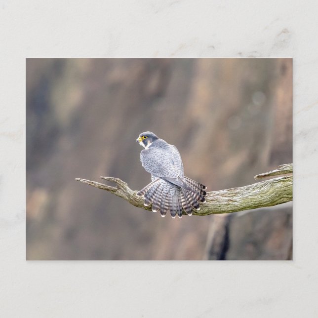 Peregrine Falcon im Palisades Interstate Park Postkarte (Vorderseite)