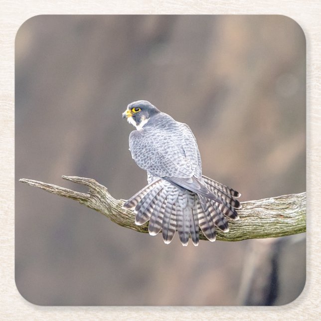 Peregrine Falcon im Palisades Interstate Park Rechteckiger Pappuntersetzer (Vorderseite)