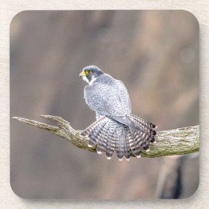 Peregrine Falcon im Palisades Interstate Park Untersetzer