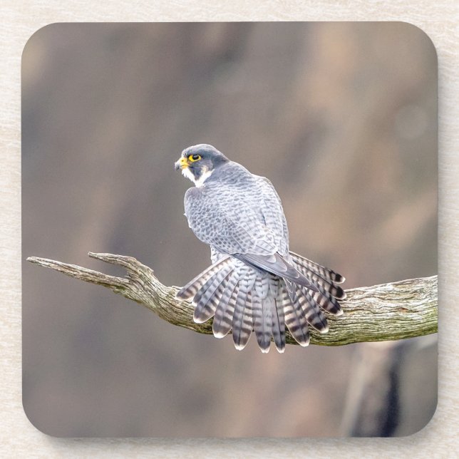 Peregrine Falcon im Palisades Interstate Park Untersetzer (Vorderseite)