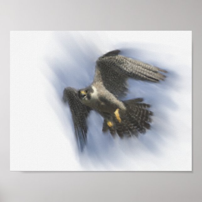 Peregrine Falcon in Flight Poster (Vorne)