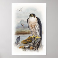 Peregrine Falcon John Gould Birds of Great Britain