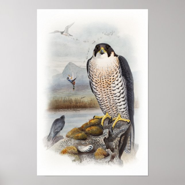 Peregrine Falcon John Gould Birds of Great Britain Poster (Vorne)