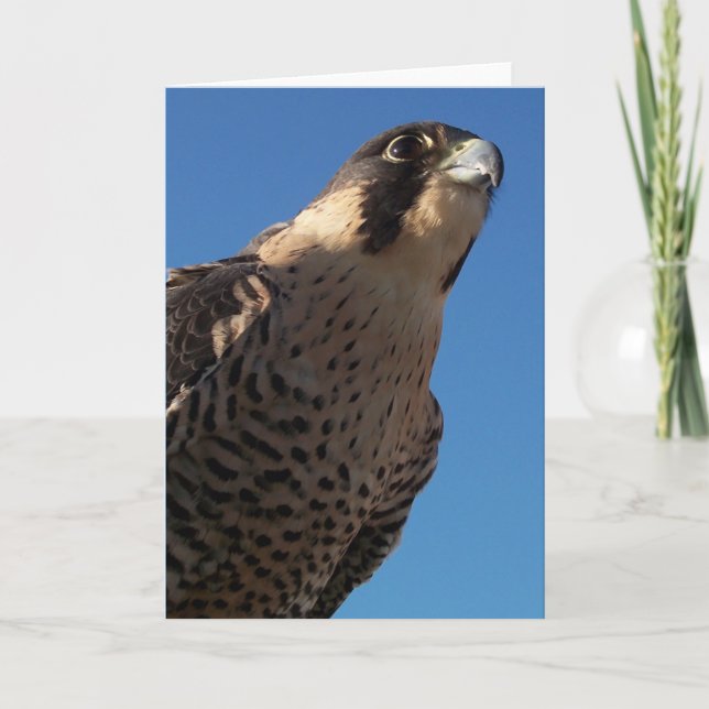 Peregrine Falcon Karte (Vorderseite)