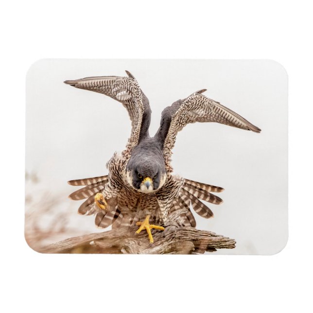 Peregrine Falcon Magnet (Horizontal)