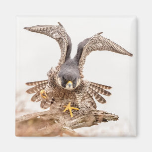 Peregrine Falcon Magnet