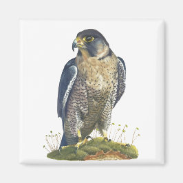Peregrine Falcon Magnet