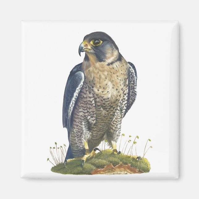 Peregrine Falcon Magnet (Vorne)