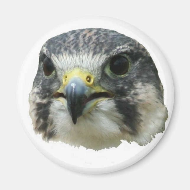 Peregrine Falcon Magnet (Vorne)