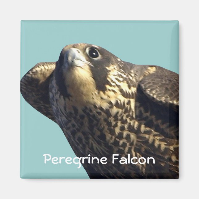 Peregrine Falcon Magnet (Vorne)