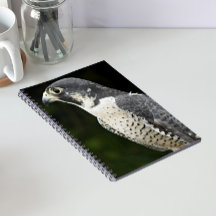 Peregrine Falcon Nature Foto