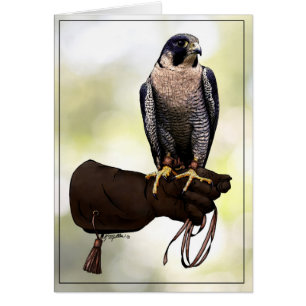 Peregrine Falcon on Glove