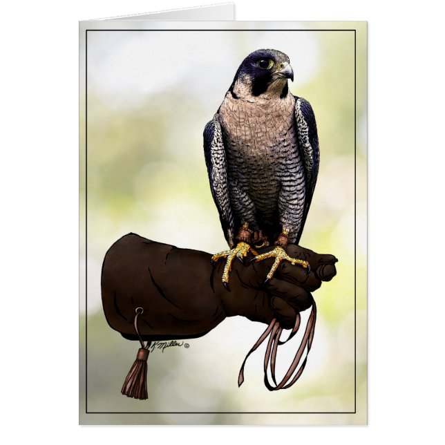 Peregrine Falcon on Glove (Vorne)