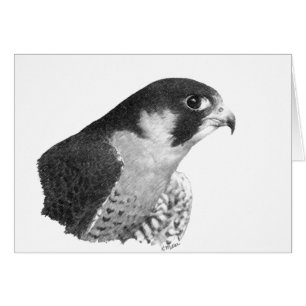 Peregrine Falcon-Pencil