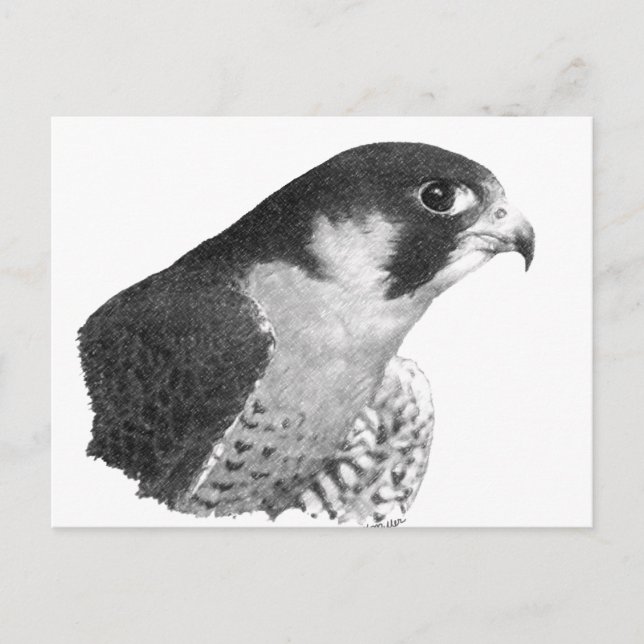 Peregrine Falcon-Pencil Postkarte (Vorderseite)
