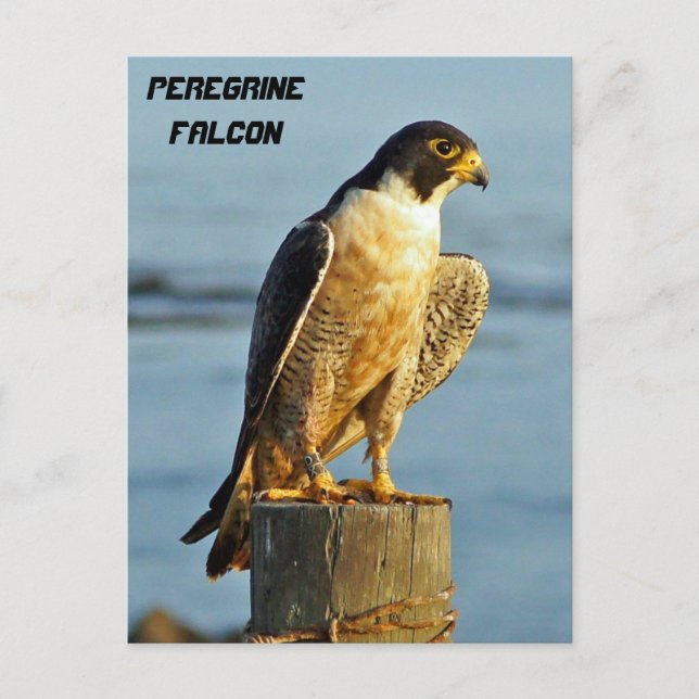 Peregrine Falcon Postcard Postkarte (Vorderseite)