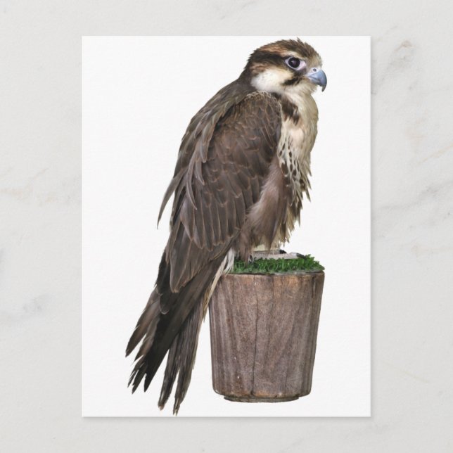 Peregrine Falcon Postcard Postkarte (Vorderseite)
