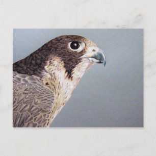 Peregrine Falcon Postcard Postkarte