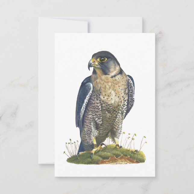 Peregrine Falcon Postcard Style Note Card Mitteilungskarte (Vorderseite)