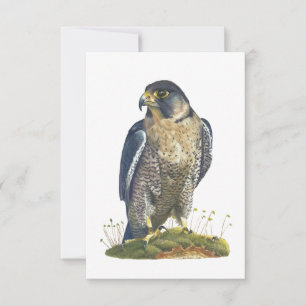 Peregrine Falcon Postcard Style Note Card Mitteilungskarte