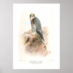 Peregrine Falcon Poster