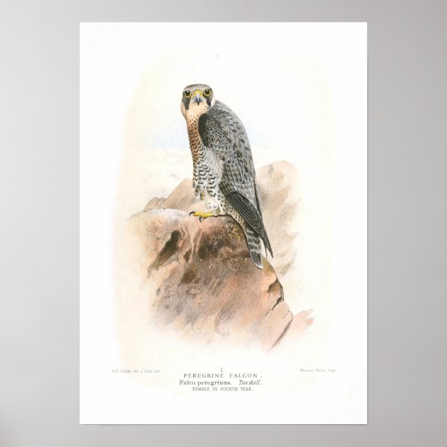 Peregrine Falcon Poster (Vorne)