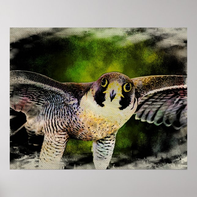 Peregrine Falcon Poster (Vorne)