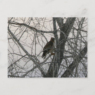 Peregrine Falcon Postkarte