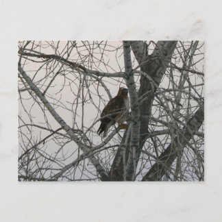 Peregrine Falcon Postkarte