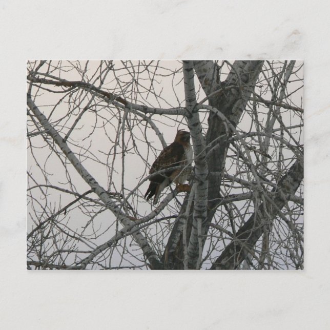 Peregrine Falcon Postkarte (Vorderseite)