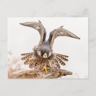 Peregrine Falcon Postkarte