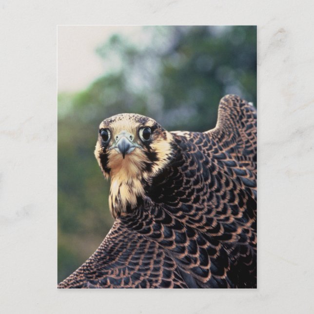 Peregrine Falcon Postkarte (Vorderseite)