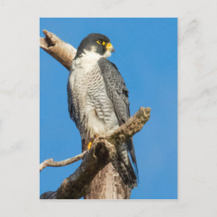 Peregrine Falcon Postkarte