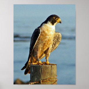 Peregrine Falcon Print Poster