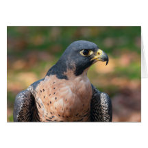Peregrine Falcon Profil