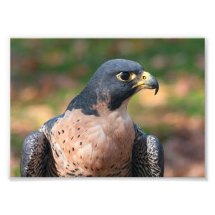 Peregrine Falcon Profil Fotodruck
