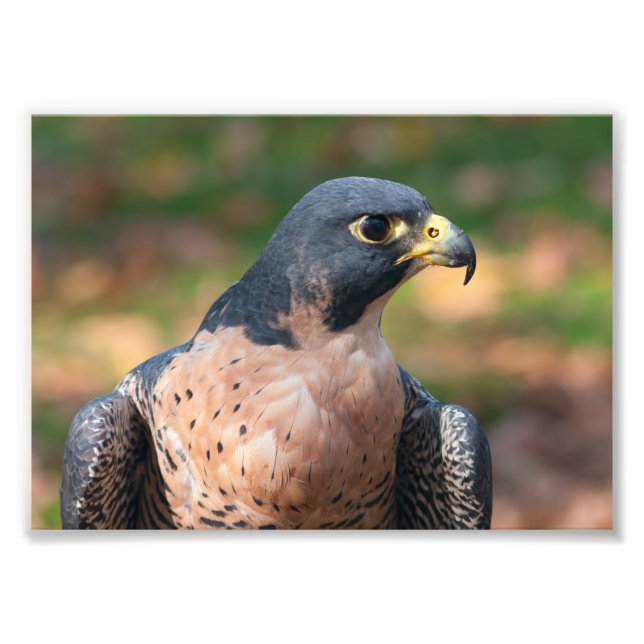 Peregrine Falcon Profil Fotodruck (Vorne)